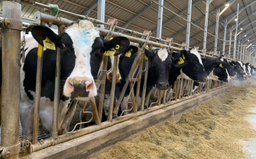 Nébih: enyhített a korlátozáson kívüli területeken a ragadós száj- és körömfájás miatt hozott intézkedéseken az állategészség�