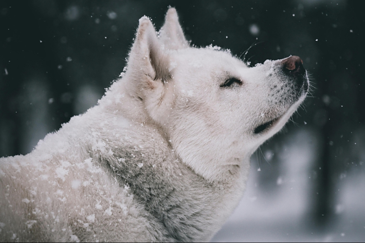 Az állatok védelme is kiemelten fontos az extrém hideg időben
