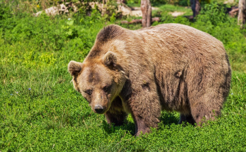 Megtámadott két pásztort egy medve Csíkszereda határában