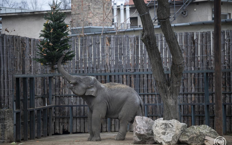 Így ünnepelnek a Fővárosi Állat- és Növénykert lakói